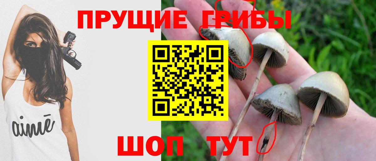 Галлюциногенные грибы Psilocybine cubensis Заволжье